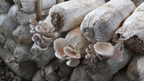 食用菌领域六项国家标准将于明年正式实施